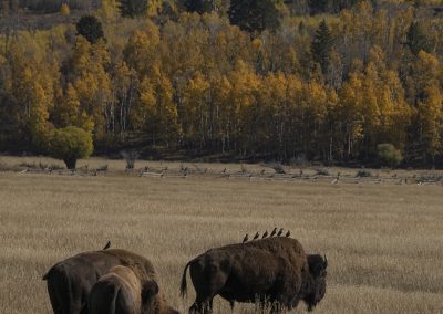 MaryHolm Grand Teton National Park Photography