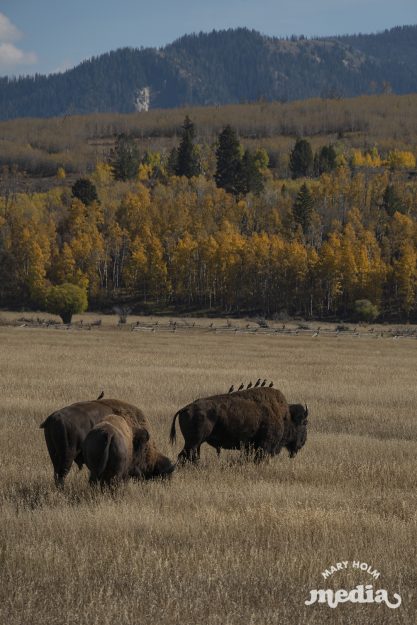 MaryHolm Grand Teton National Park Photography