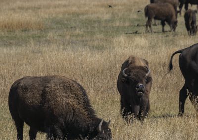 MaryHolm Grand Teton National Park Photography