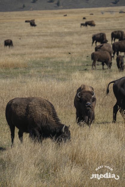 MaryHolm Grand Teton National Park Photography