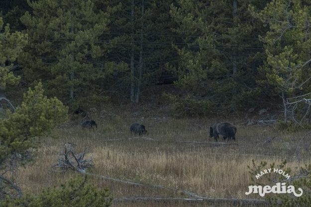 Mary Holm Yellowstone Photography